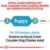 Royal Canin BHN Cavalier King Charles Spaniel Puppy 1,5kg Karma Sucha Dla Szczeniąt Do 10 Miesiąca Rasy Cavalier King Charles Spaniel