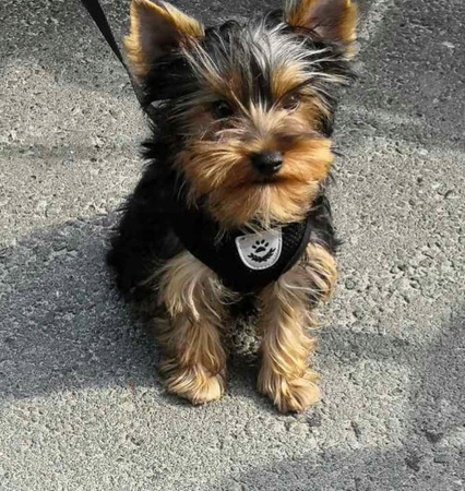 Lekkie Oddychające Szelki + Smycz Dla Psa Psów XL klatka 42-57 cm CZARNE