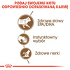 Mokra Karma Dla Kotów Starszych Royal Canin FHN Ageing +12 W Galaretce 85g