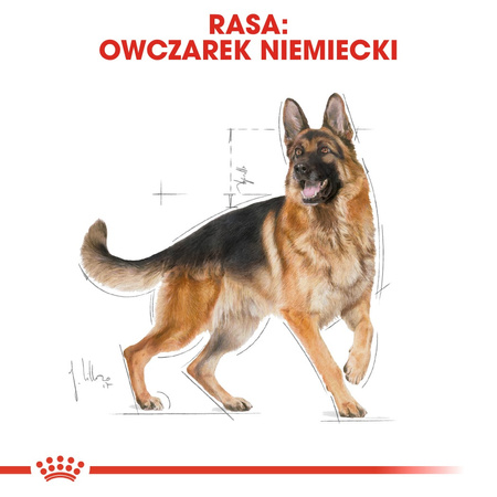 Royal Canin BHN German Shepherd Adult 11kg Karma Sucha Dla Psów Dorosłych Rasy Owczarek Niemiecki