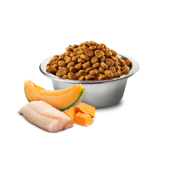 Farmina N&D Dog Ocean Cod Pumpkin Melon Puppy Mini Sucha Karma Dla Szczeniąt Małych Ras