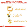 Royal Canin BHN Adult Yorkshire Terrier 12x85g Mokra Karma Pasztet Dla Psów Rasy York