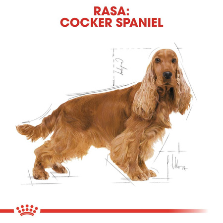 Royal Canin BHN Cocker Spaniel Adult 12kg Karma Sucha Dla Psów Dorosłych Rasy Cocker Spaniel