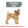 Royal Canin CCN Mini Dental Care 1kg Karma Sucha Dla Psów Dorosłych Ras Małych Redukująca Powstawanie Kamienia Nazębnego