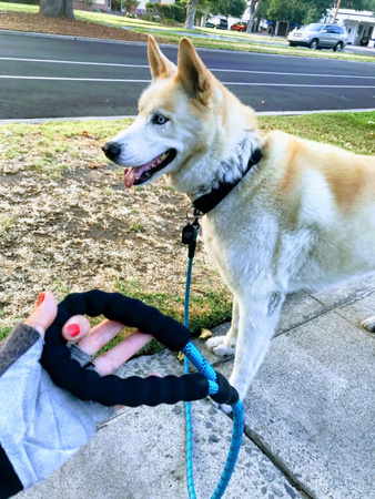 Mocna Smycz 3m Dla Duzych Silnych Psów Psa Odblaskowa NIEBIESKA