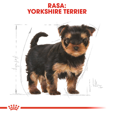 Royal Canin BHN Yorkshire Terrier Puppy 7,5kg Karma Sucha Dla Szczeniąt Rasy Yorkshire Terrier Do 10 Miesiąca