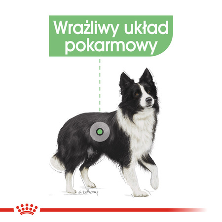Royal Canin CCN Medium Digestive Care 12kg Karma Sucha Dla Psów Ras Średnich O Wrażliwym Przewodzie Pokarmowym