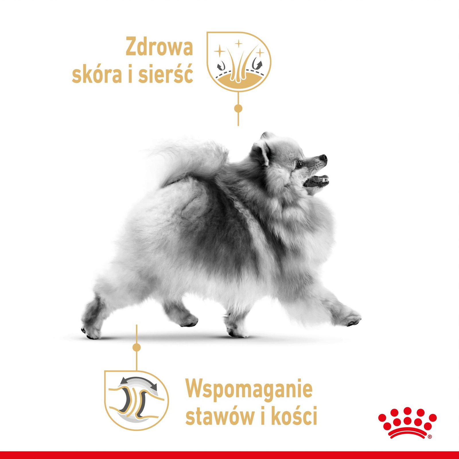 Karma Sucha Dla Psów Dorosłych Rasy Szpic Miniaturowy
