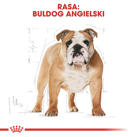 Royal Canin BHN Bulldog Adult 12kg Karma Sucha Dla Psów Dorosłych Rasy Bulldog Angielski