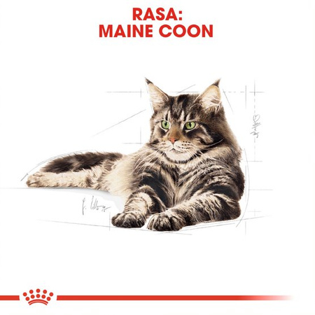 ROYAL CANIN Maine Coon Adult 10kg karma sucha dla kotów dorosłych rasy maine coon