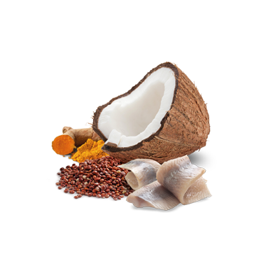 Farmina N&D Cat Quinoa Skin & Coat Herring & Coconut 12x80g Mokra Karma Dla Kota Śledź Z Kokosem Na Skórę I Sierść