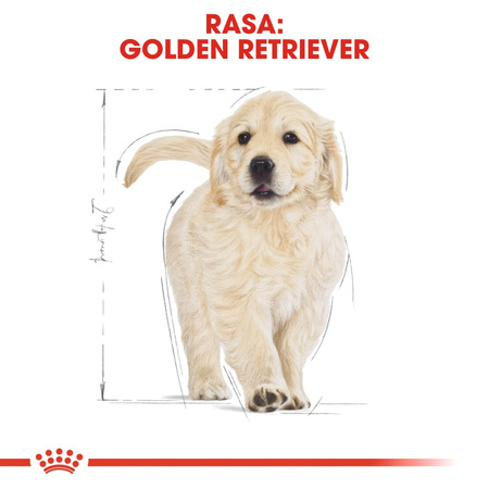 Royal Canin BHN Golden Retriever Puppy 3kg Karma Sucha Dla Szczeniąt Do 15 Miesiąca Rasy Golden Retriever