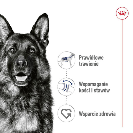 Royal Canin Maxi Adult 140g Karma Mokra W Sosie Dla Psów Dorosłych Ras Dużych