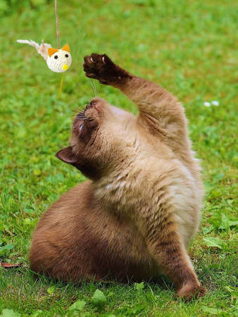 Zabawka Interaktywna Wędka Dla Kota Mysz Małą Biała 40cm