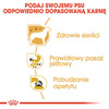 Royal Canin BHN Chihuahua Adult 12x85g Karma Mokra Pasztet Dla Psów Dorosłych Rasy Chihuahua