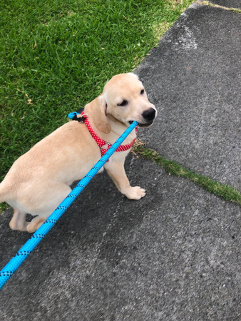 Mocna Smycz 3m Dla Duzych Silnych Psów Psa Odblaskowa NIEBIESKA