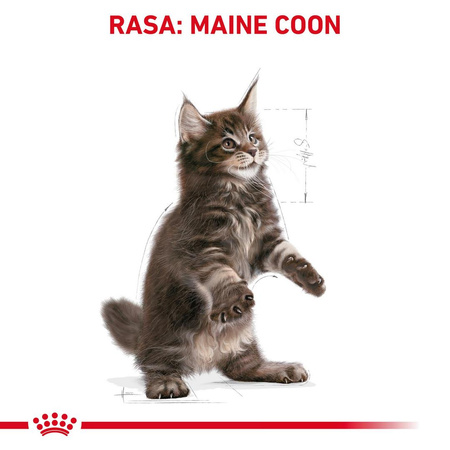 Royal Canin FBN Maine Coon Kitten 400g Karma Sucha Dla Kociąt Do 15 Miesiąca Rasy Maine Coon