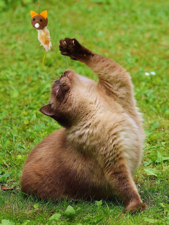 Zabawka Interaktywna Wędka Dla Kota Mysz Małą Brązowa 40cm