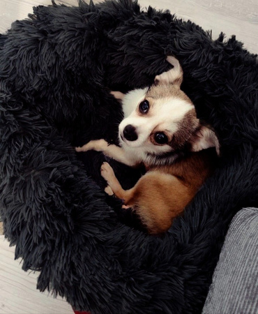 Pluszowe Legowisko Dla Psa I Kota XL 80cm Ciepłe W Kolorze Czarnym