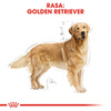 Royal Canin BHN Golden Retriever Adult 12kg Karma Sucha Dla Psów Dorosłych Rasy Golden Retriever