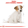 Royal Canin BHN Jack Russell Terrier Puppy 3kg Karma Sucha Dla Szczeniąt Do 10 Miesiąca Rasy Jack Russel Terrier