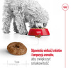 Royal Canin SHN Mini Adult 12+ 800g Karma Sucha Dla Psów Dojrzałych Po 12 Roku Życia Ras Małych