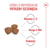 Royal Canin Mini Puppy 2kg Karma Sucha Dla Szczeniąt Od 2 Do 10 Miesiąca Życia, Ras Małych
