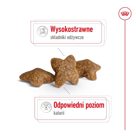 Royal Canin Mini Adult 8kg Karma Sucha Dla Psów Dorosłych Ras Małych