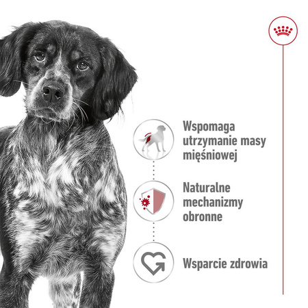 Royal Canin Adult Medium BF 4kg Zbilansowana Sucha Karma Dla Psów Średnich Ras