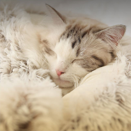 Legowisko Pluszowe dla Psa Kota z Kocykiem Brązowe S