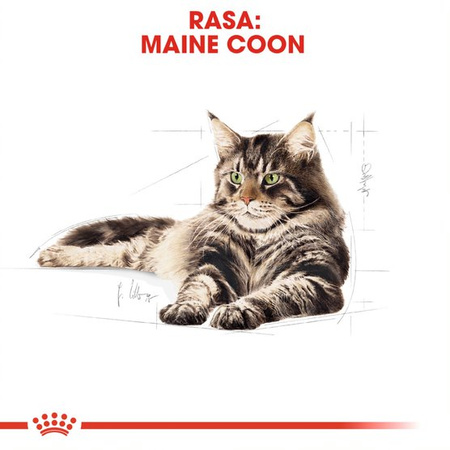 Royal Canin FBN Maine Coon Adult 48x85g Karma Mokra W Sosie Dla Kotów Dorosłych Rasy Maine Coon