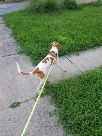 Mocna Smycz 1,8m Dla Dużych Silnych Psów Psa Odblaskowa ZIELONA