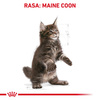 Royal Canin FBN Maine Coon Kitten 2kg Karma Sucha Dla Kociąt Do 15 Miesiąca Rasy Maine Coon
