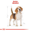 Royal Canin BHN Beagle Adult 12kg Karma Sucha Dla Psów Dorosłych Rasy Beagle