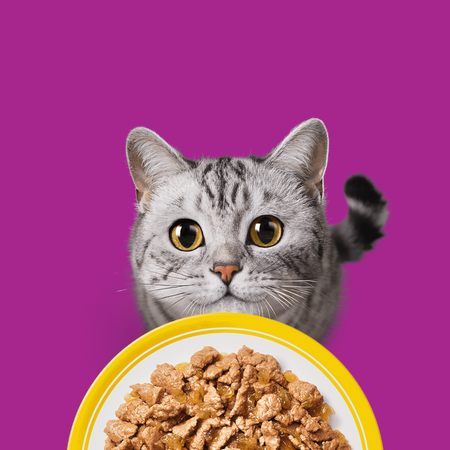 Whiskas Adult 160x85g Mokra Karma Dla Dorosłego Kota Drobiowa Uczta w Galaretce Klasyczne Posiłki w Sosie