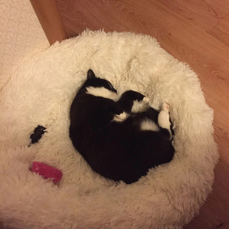 Legowisko Dla Psa I Kota Pluszowe 3XL 110cm Ciepłe Białe