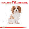 Royal Canin BHN Cavalier King Charles Spaniel Puppy 1,5kg Karma Sucha Dla Szczeniąt Do 10 Miesiąca Rasy Cavalier King Charles Spaniel