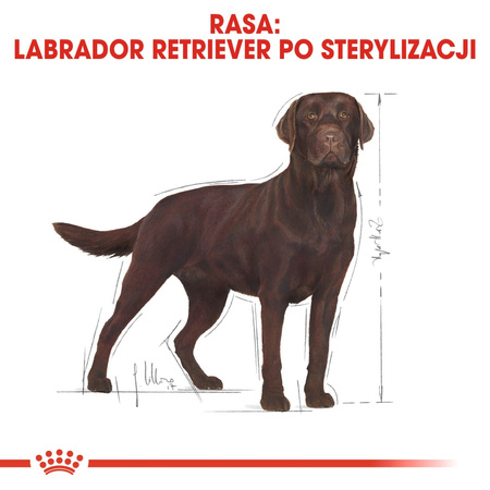 Royal Canin BHN Labrador Retriever Sterilised Adult 12kg Karma Sucha Dla Psów Dorosłych Rasy Labrador Retriever Sterylizowanych
