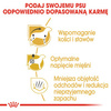 ROYAL CANIN Breed Health Nutrition DACHSHUND 2x7.5kg sucha karma dla psów rasy jamnik