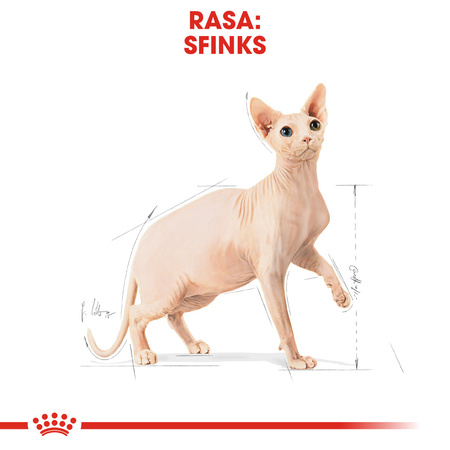 Royal Canin FBN Sphynx Adult 2kg Karma Sucha Dla Kotów Dorosłych Rasy Sfinks