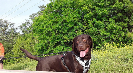 ZESTAW MOCNA SMYCZ + SZELKA DLA SILNYCH PSÓW PSA ODBLASKOWA