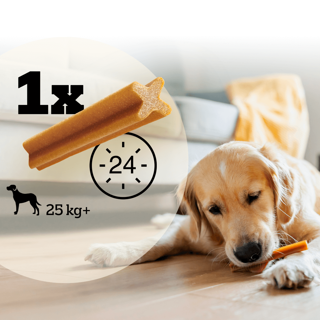 Przysmak Pedigree DENTASTIX dla psa