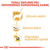 ROYAL CANIN Breed Health Nutrition ADULT WEST TERRIER 3x3kg sucha karma dla psów rasy west terrier