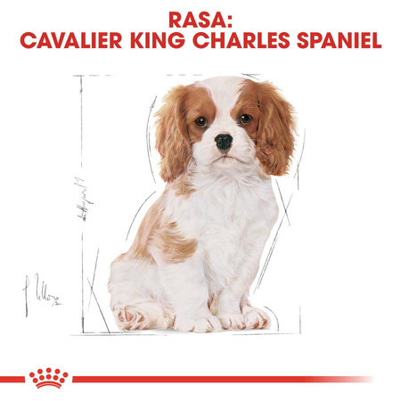 Royal Canin BHN Cavalier King Charles Spaniel Puppy 1,5kg Karma Sucha Dla Szczeniąt Do 10 Miesiąca Rasy Cavalier King Charles Spaniel