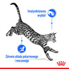 Royal Canin Indoor Sterilised W Sosie 12x85g Karma Mokra W Sosie Dla Kotów Sterylizowanych