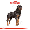 Royal Canin BHN Rottweiler Adult 12kg Karma Sucha Dla Psów Dorosłych Rasy Rottweiler