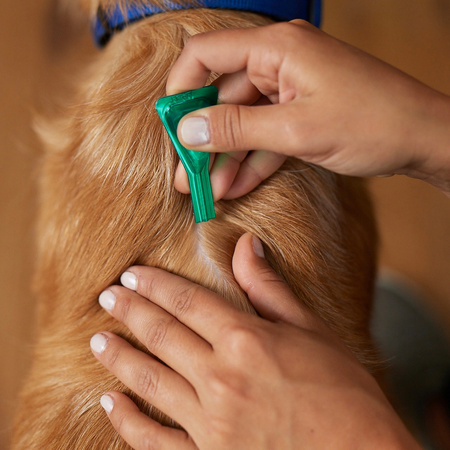 Frontline Combo Spot-On Dla Psów M 10-20kg Pipeta 3x1,34ml Krople Na Pchły Kleszcze i Wszoły