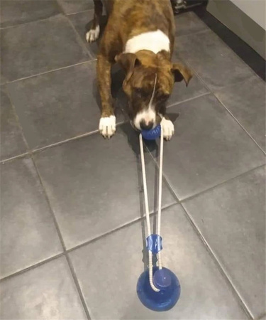 Zabawka gryzak dla psa CHEWY BALL, piłka na przyssawce kolor NIEBIESKI