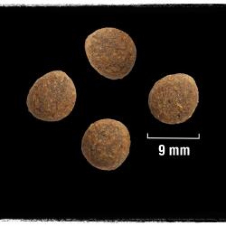 Crave Sucha Karma Dla Kota 2,8 Kg Z Łososiem I Białą Rybą Bezzbożowa