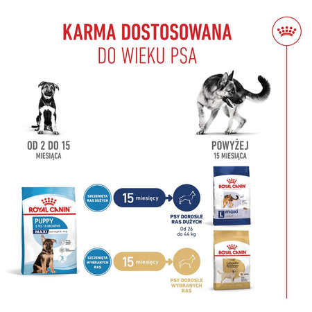 Royal Canin Maxi Puppy 1kg Karma Sucha Dla Szczeniąt Od 2 Do 15 Miesiąca Życia Ras Dużych